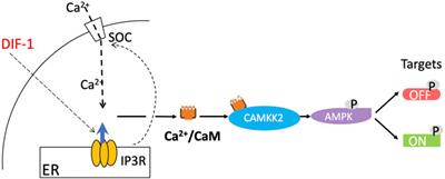 Possible Involvement of the Nutrient and Energy Sensors mTORC1 and AMPK in Cell Fate Diversification in a Non-Metazoan Organism